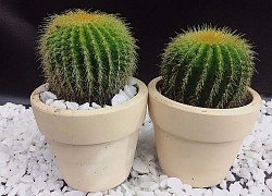 Những vật phẩm dù đẹp mấy cũng không được để trên bàn làm việc kẻo sự nghiệp tuột dốc không phanh