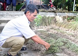 Nông dân Nghệ An kiếm bộn tiền từ trồng nhân trần trên đất khô hạn