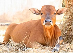 Phân xử tranh chấp đàn bò bằng giám định ADN