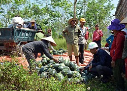 Quảng Bình: Làng đồi gò trước nghèo rớt mồng tơi nay đổi đời nhờ trồng thứ sâm bổ dưỡng này đây