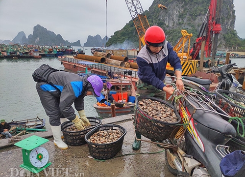 Quảng Ninh: Liệu có chuyện ngư dân Vân Đồn đổ ngao xuống biển?