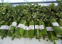 Thứ mọc hoang bờ bụi bỗng &#8220;lên đời&#8221;, ở Việt Nam có người kiếm tiền tỷ