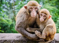 Tử vi tuần mới 24/8-30/8: Hợi kiếm tiền không ngơi tay, Tý có kẻ phá đám