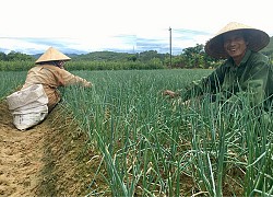 Tuyệt chiêu "thu phục yêu quái" sâu hành bằng 2 thứ "bảo bối" độc, lạ của nông dân tỉnh Thừa Thiên Huế