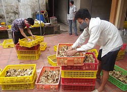 Yên Phong dốc sức về đích huyện nông thôn mới