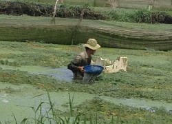 35 năm trồng cây rau dại toàn thân đeo phao trắng, ngày nào cũng cắt bán nửa tạ, bỏ túi 1 triệu