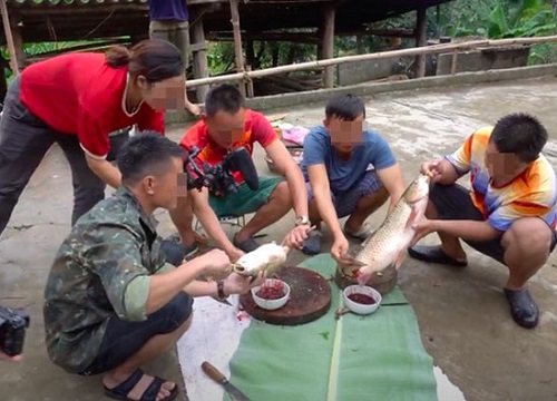 Ăn cá sống to bằng bắp chân: Xúc phạm ẩm thực truyền thống