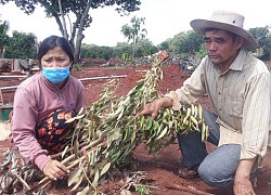 Bà Rịa - Vũng Tàu: Đề nghị công an điều tra vụ 500 cây ăn quả bị chặt đứt lìa gốc