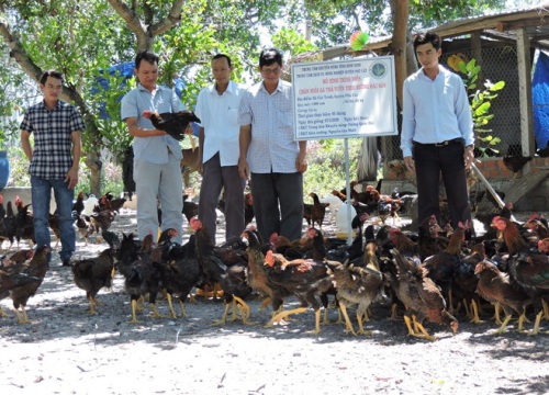 Bình Định: Nuôi gà bằng tỏi, gừng, nghệ, lá mơ lông...gà thường cũng biến thành gà đặc sản