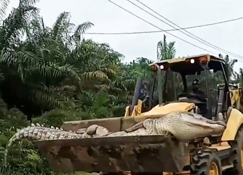 Cá sấu "ma quỷ" nặng nửa tấn ám ảnh dân làng, sợ đến nỗi chôn đầu một nơi xác một nẻo