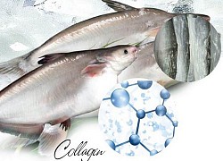 Da cá tra: Nguồn collagen dồi dào của người Việt