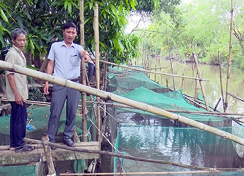 Đón mùa nước nổi, nông dân tỉnh Hậu Giang đã nuôi 360 lồng cá, vèo cá, thả nhiều nhất là loài cá gì?