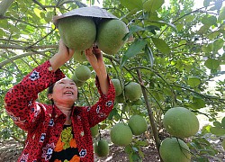 Hưng Yên: Nhiều nông dân giàu có, thành tỷ phú nhờ nuôi con đặc sản, trồng cây ăn quả đặc sản