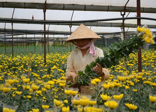 Lâm Đồng: Cận rằm tháng 7, giá hoa cúc tăng cao, người dân phấn khởi sau nhiều ngày ế ẩm