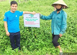 Nghệ An: Cặp phu thê vì mê cà dại mà cất bằng cao đẳng về quê nghịch đất...ra hàng trăm triệu