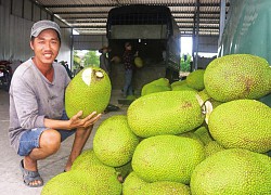 Ngược chiều: Giá mít Thái tăng "vù vù" giữa thời dịch Covid, xuất khẩu sang Trung Quốc tăng