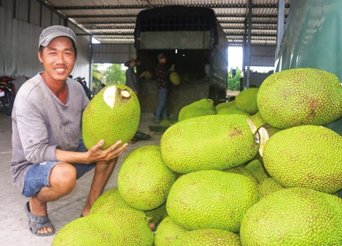 Ngược chiều: Giá mít Thái tăng "vù vù" giữa thời dịch Covid, xuất khẩu sang Trung Quốc tăng