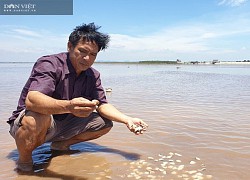 Ninh Bình: Vì "con Covid", hàng ngàn tấn ngao đặc sản bán không ai mua, dân ngán ngẩm kêu trời