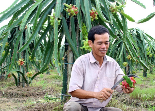 Nông sản lao đao vì Covid-19: Nhà nông cứu mình cách nào?