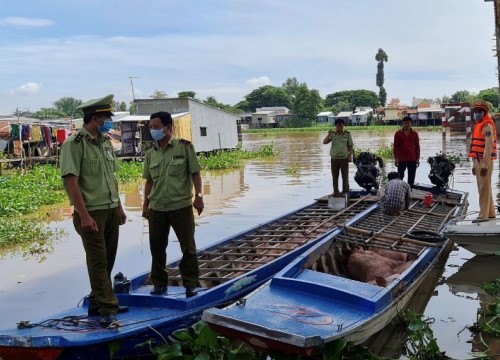 An Giang: Tạm giữ hơn 2,8 tấn heo lậu từ Campuchia