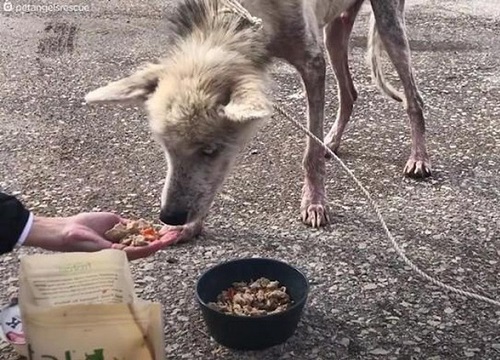 Bị chủ hành hạ bỏ cho chết đói, chú chó husky da bọc xương được cứu sống và "lột xác" ngoạn mục sau một thời gian ngắn