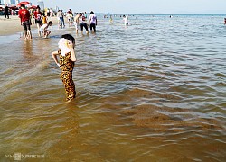 Biển Vũng Tàu nổi váng, hôi tanh