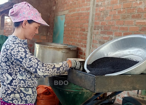 Bình Định: Trồng loài cây ra hạt bé tí đen sì, 2 tháng trước lo ngay ngáy, nay dân thở phào nhẹ nhõm