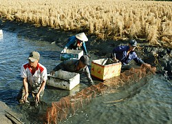 Bỏ độc canh cây lúa, thả tôm vào tung tăng bơi lội, chăm nhàn mà lúa tôm đều nhanh lớn