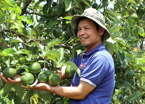 Lâm Đồng: Cho bơ "chung nhà" với cà phê, cây nào cây nấy sai quả như muốn gãy cành