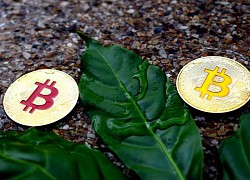 Giá Bitcoin hôm nay 3/9: Thị trường lại 'nhuốm máu', Bitcoin rơi tự do