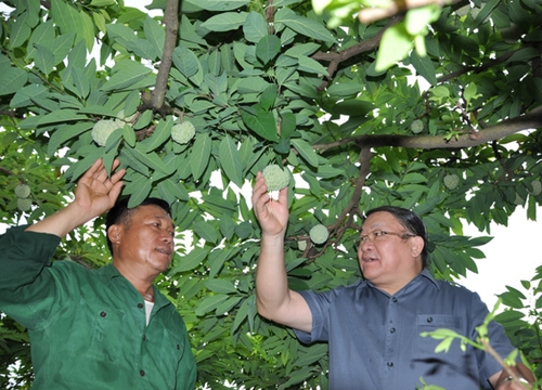 Lạng Sơn: Cho nông dân vay tiền trồng cây đặc sản mau làm giàu