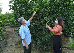 Hưng Yên: Trồng cam đặc sản, quả tròn như trái bóng tennis, ngon nức tiếng, ai ăn cũng tấm tắc khen ngon