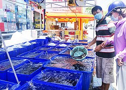 Khánh Hoà: Khổ, đây là loài cá đặc sản dân Cam Ranh đang cần giải cứu bởi nuôi báo cô không nổi nữa rồi!