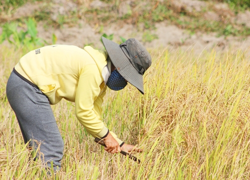 Quảng Bình: Cứ ngỡ vụ lúa hè thu mất ăn vì 2 tháng không mưa, thì ra năng suất cao hơn cả vụ trước