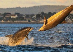 Thích thú ngắm cá heo 'chơi bóng chuyền' ngoài khơi bờ biển Scotland