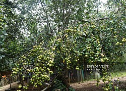 Yên Bái: Loài cây ra quả đặc sản, cây thấp cho tới cây cao, cây nào cũng đầy trái chín vàng