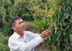 Anh nông dân tỉnh Bến Tre cứ hễ có tiền là mua thêm đất trồng thứ cây đặc sản này