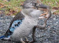 Bói cá kookaburra nuốt sống rắn