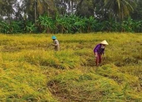 Cà Mau: Hơn 1.400 ha lúa đổ ngã, đê biển bị uy hiếp do mưa lớn