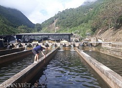 "Chỉ huy" hàng vạn con cá "quý tộc" không xương, nông dân 9X tỉnh Lai Châu thu cả tỷ đồng