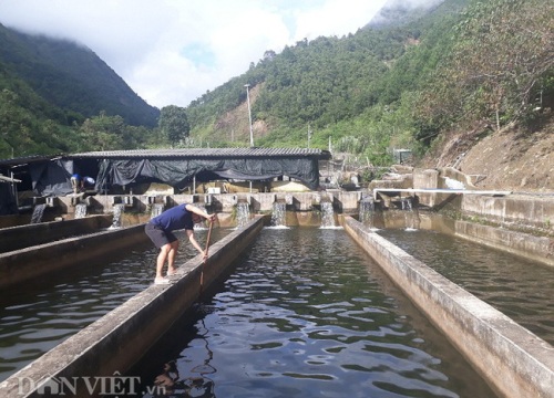 "Chỉ huy" hàng vạn con cá "quý tộc" không xương, nông dân 9X tỉnh Lai Châu thu cả tỷ đồng