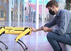 Chó robot làm công việc nguy hiểm thay con người