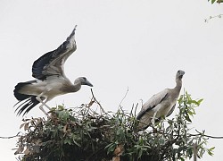 Đồng Tháp: 13 loài chim quý hiếm nguy cơ tuyệt chủng cần bảo vệ