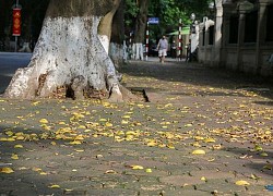 Hà Nội sang thu đẹp nao lòng, lá vàng chao nghiêng phủ khắp phố phường