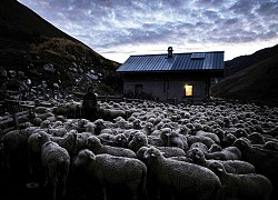 Hàng nghìn con cừu mắc kẹt trên dãy Alps