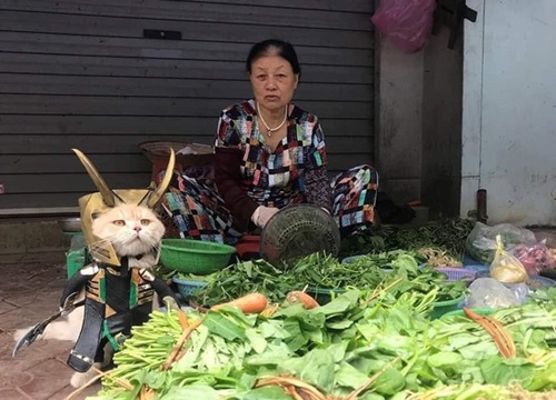 Mèo hóa thành siêu anh hùng ra chợ bán rau