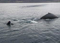 Trải nghiệm bơi cùng cá voi lưng gù ở Iceland