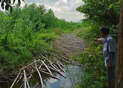 Trưởng xóm chiếm bãi bồi trồng keo, cản trở dòng chảy sông An Tượng