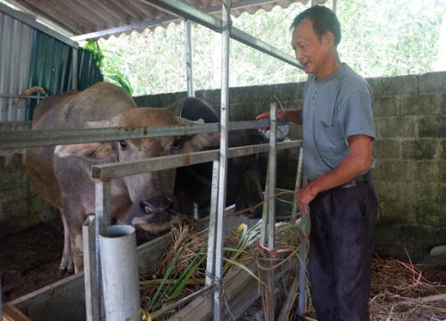 Vay vốn "tậu trâu" nông dân tỉnh Tuyên Quang khá giả