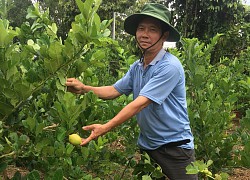 Vũng Tàu: Vì đam mê ông nông dân trồng cây lạ mà lãi lớn, hàng xóm kéo sang ầm ầm xin học theo